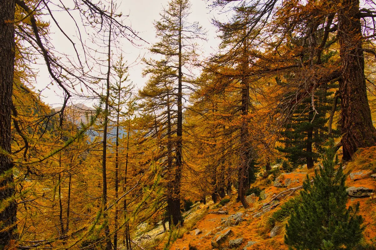 European Larch vs Japanese Larch: Key Differences for UK Growers