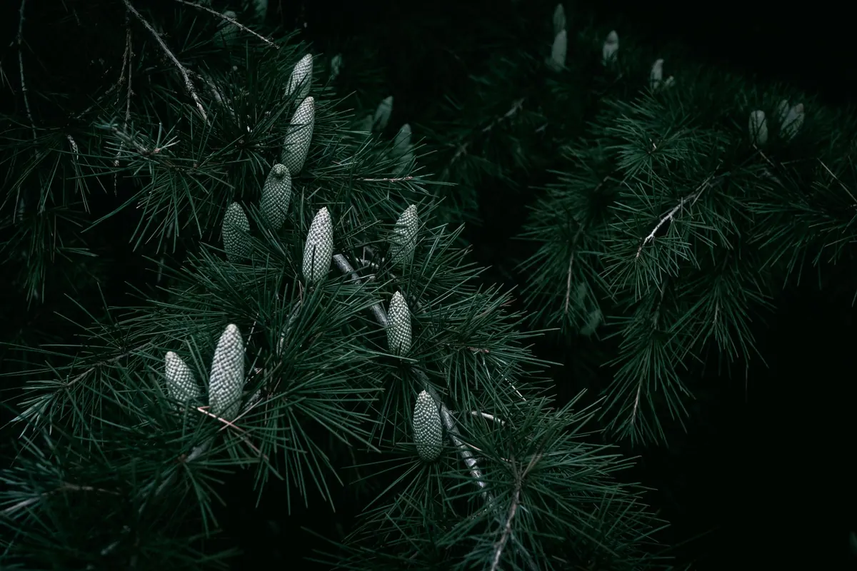 Growing Larch from Seed: A Beginner's Guide for UK Growers