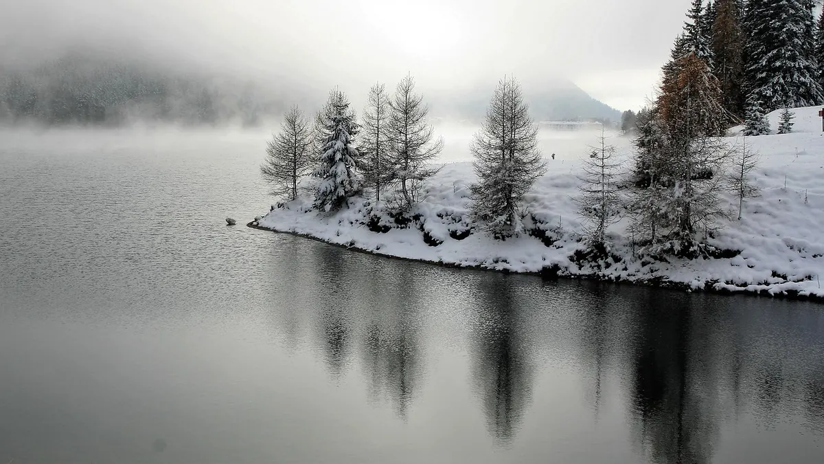 How to Identify Larch Trees in Winter: A Beginner's Guide